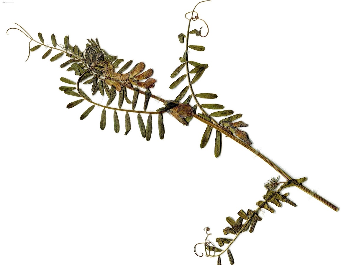 Vicia pannonica subsp. striata (Fabaceae)